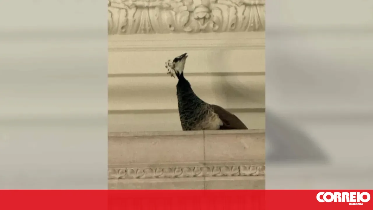 Unusual moment: peacock invades Parliament in Lisbon