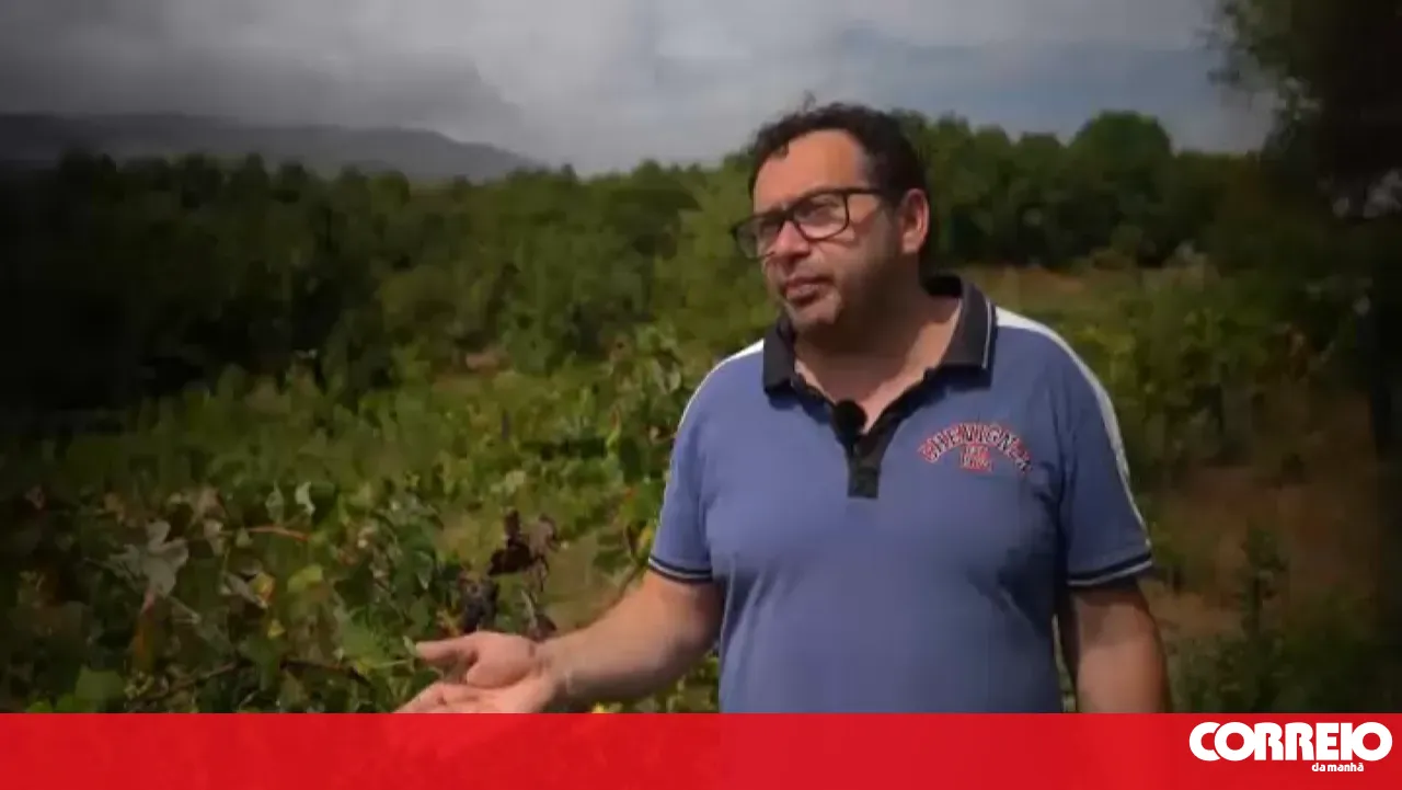 It is a catastrophe: small Douro producers lose money with the grape harvest