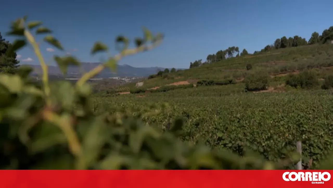 Abandoned vineyards pose a fire risk to the Douro region
