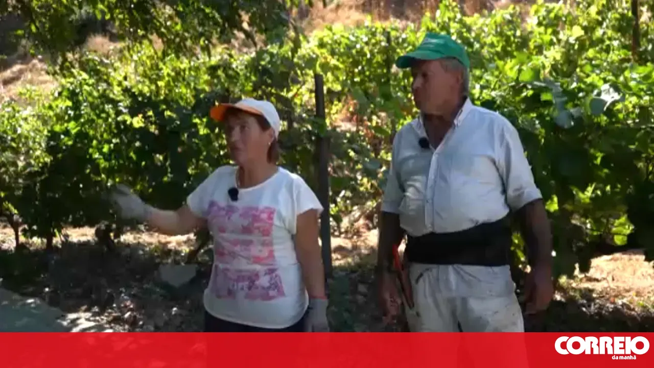Douro producers sell wine barrels below production costs