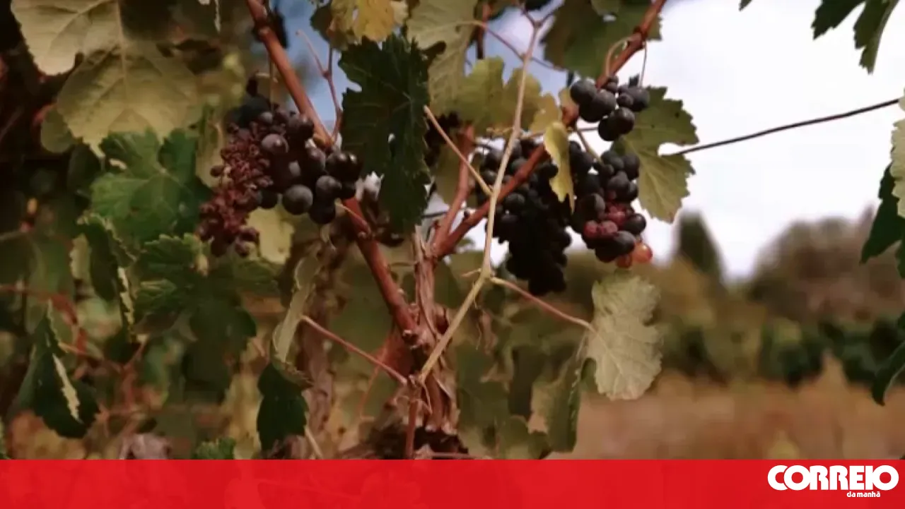 Small Douro producers caught between survival and abandoning their vineyards. Watch now on CMTV