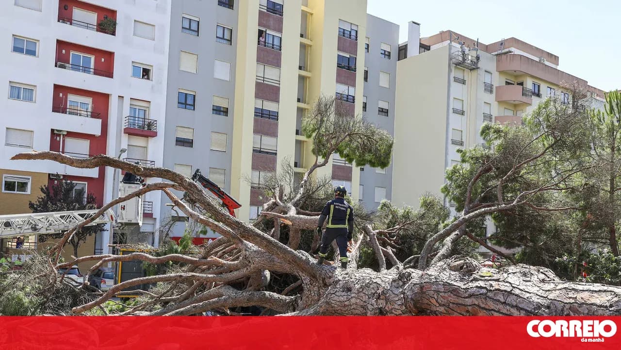 Fall of a century-old pine tree in Setúbal caused damage to nine cars