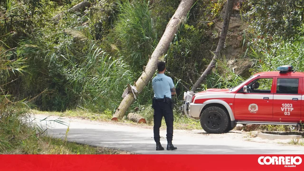 Logger dies after being struck in the chest by a tree in Caldas da Rainha