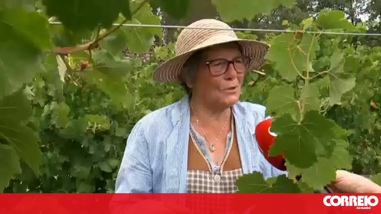 The grape harvest has begun in Dão. In the heart of the Serra da Estrela, work started earlier than usual
