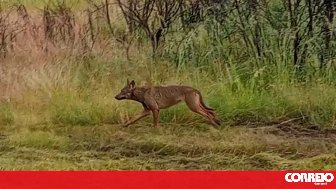 Wolves attack livestock in Alto Minho and Trás-os-Montes, and breeders complain of heavy losses