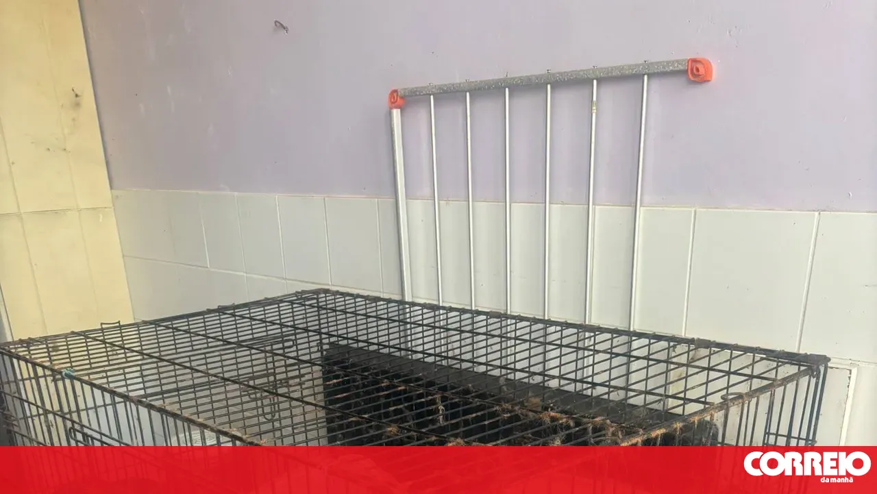 GNR rescues four dogs and nine cats in Ílhavo