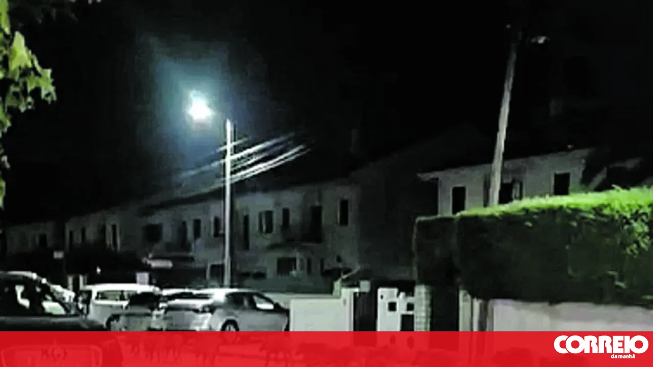 Wild boars invade the streets of Azeitão again