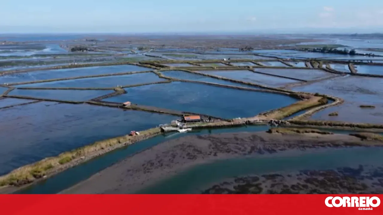 Private island in the Aveiro estuary goes back to auction for 690 thousand euros