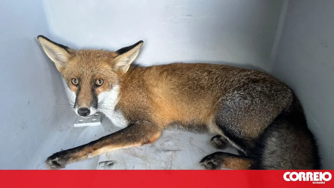 GNR rescues injured red fox in Ponte de Lima
