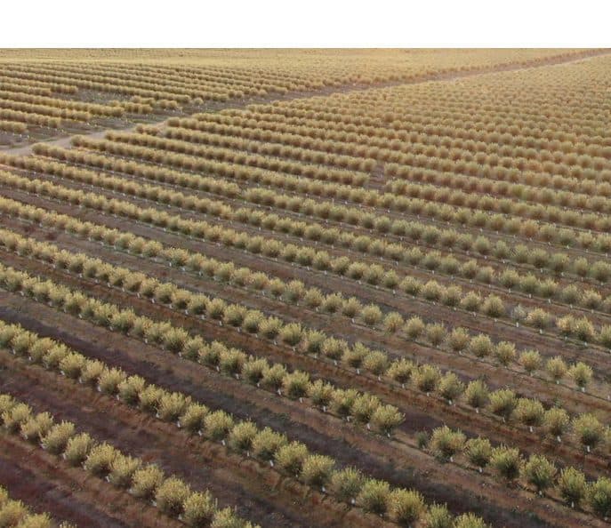 Portugal to lead debates that could change the future of global olive oil