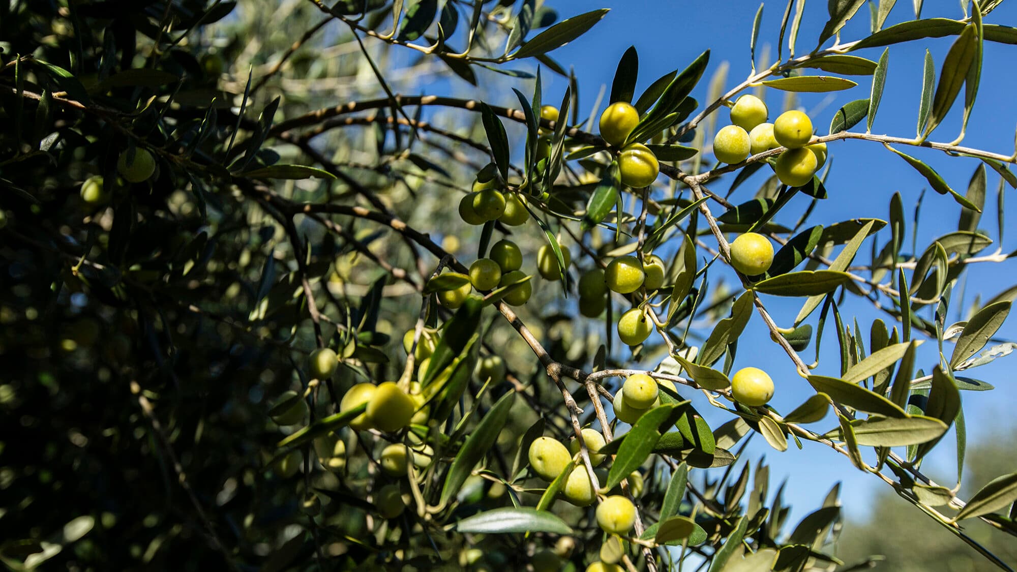 Dutch fund buys 400-hectare olive grove in the Alqueva region