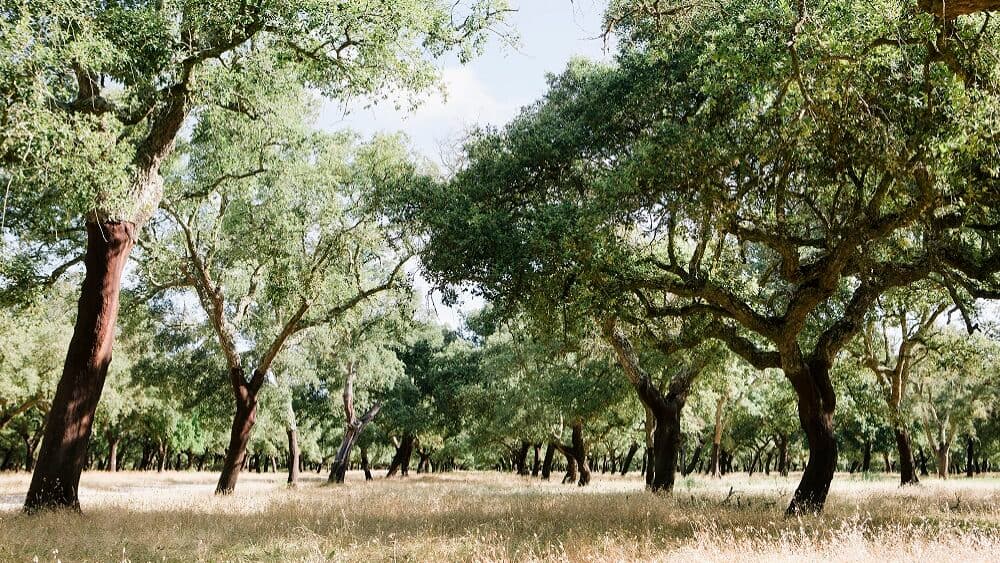 Government authorises the felling of nearly 3,500 cork oaks in Sines