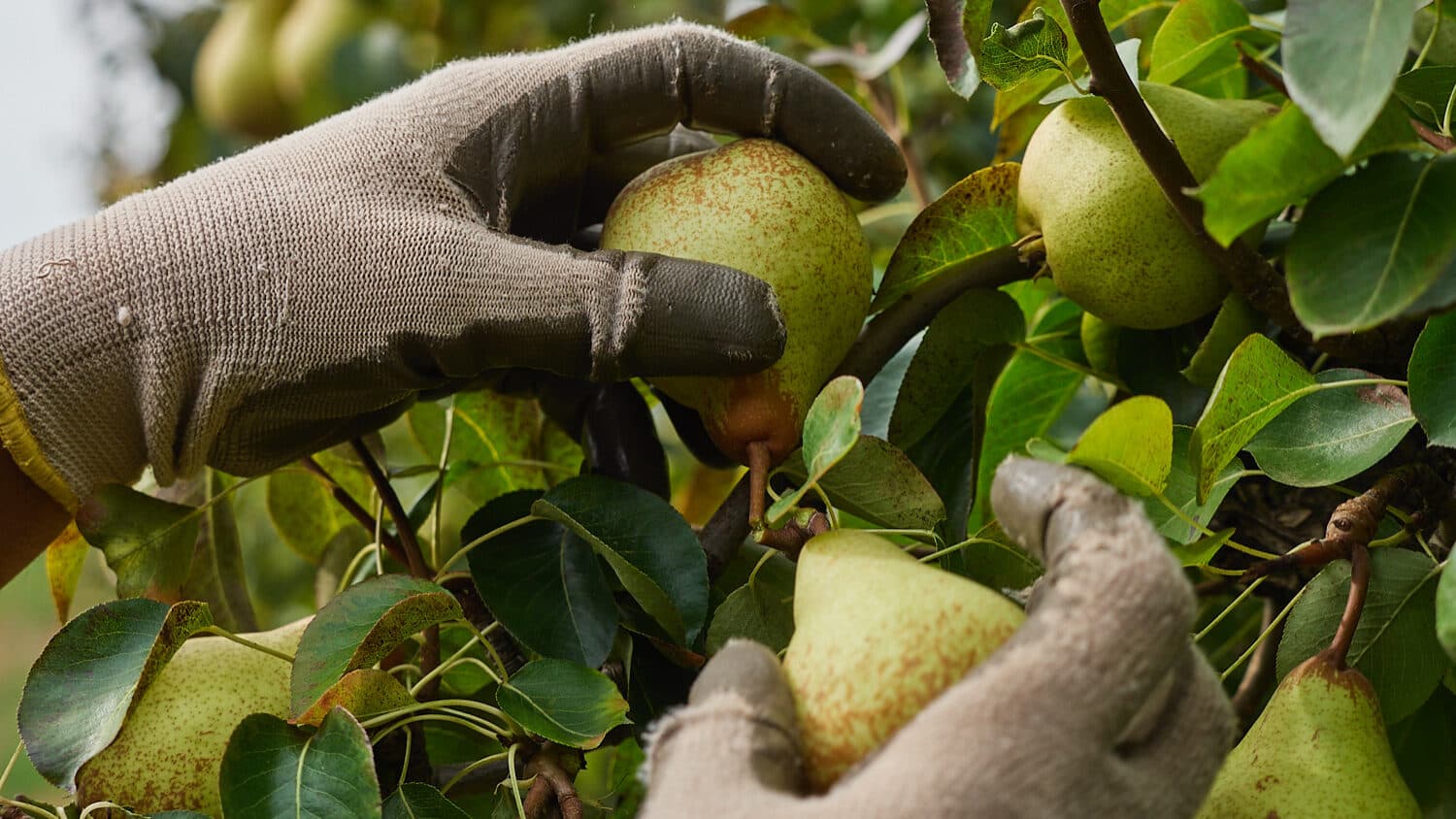 Fruit and vegetable producers have 15 more days to submit operational programmes