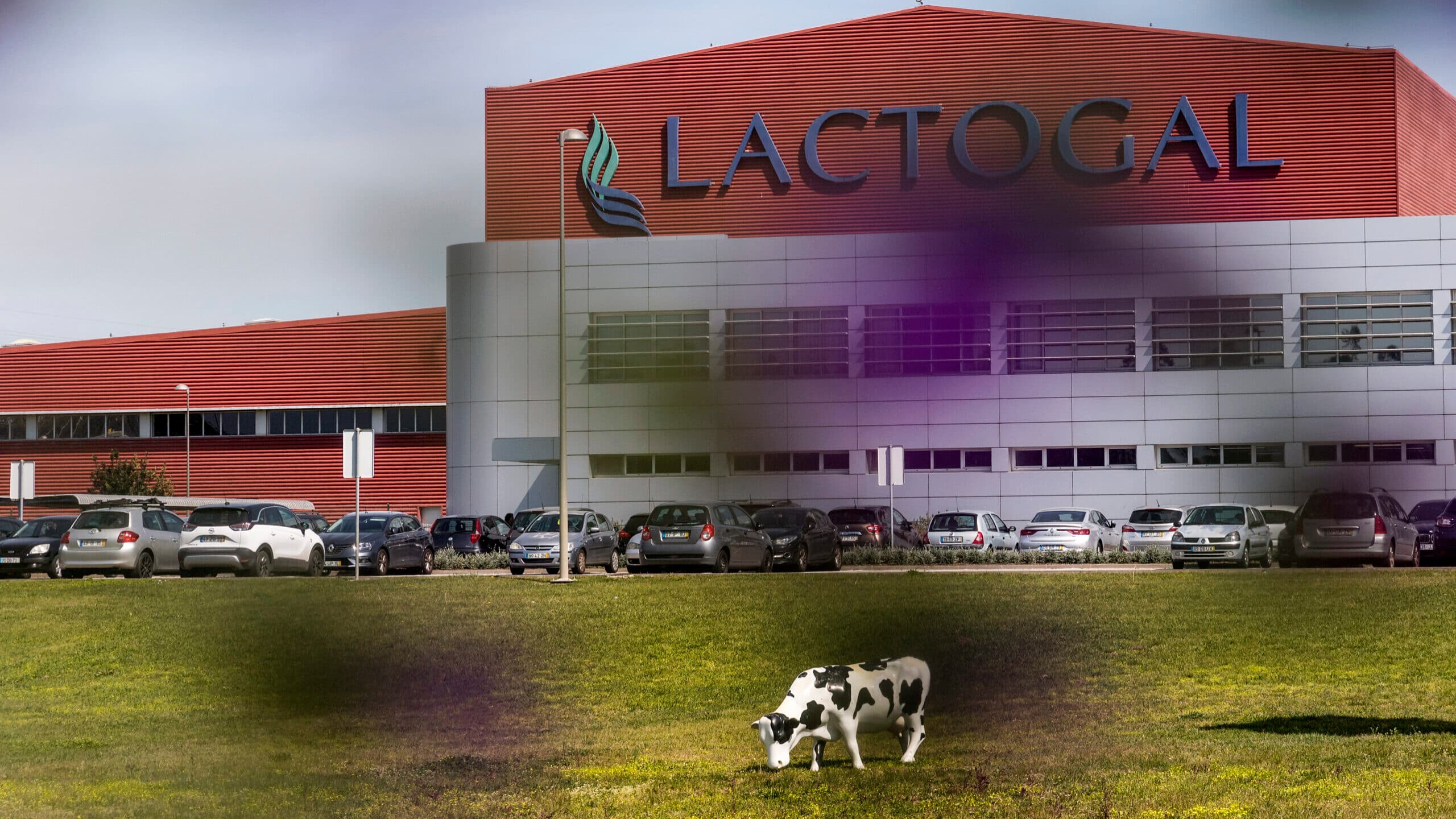 Azores cheese boosts liquidity for milk producers with Lactogal