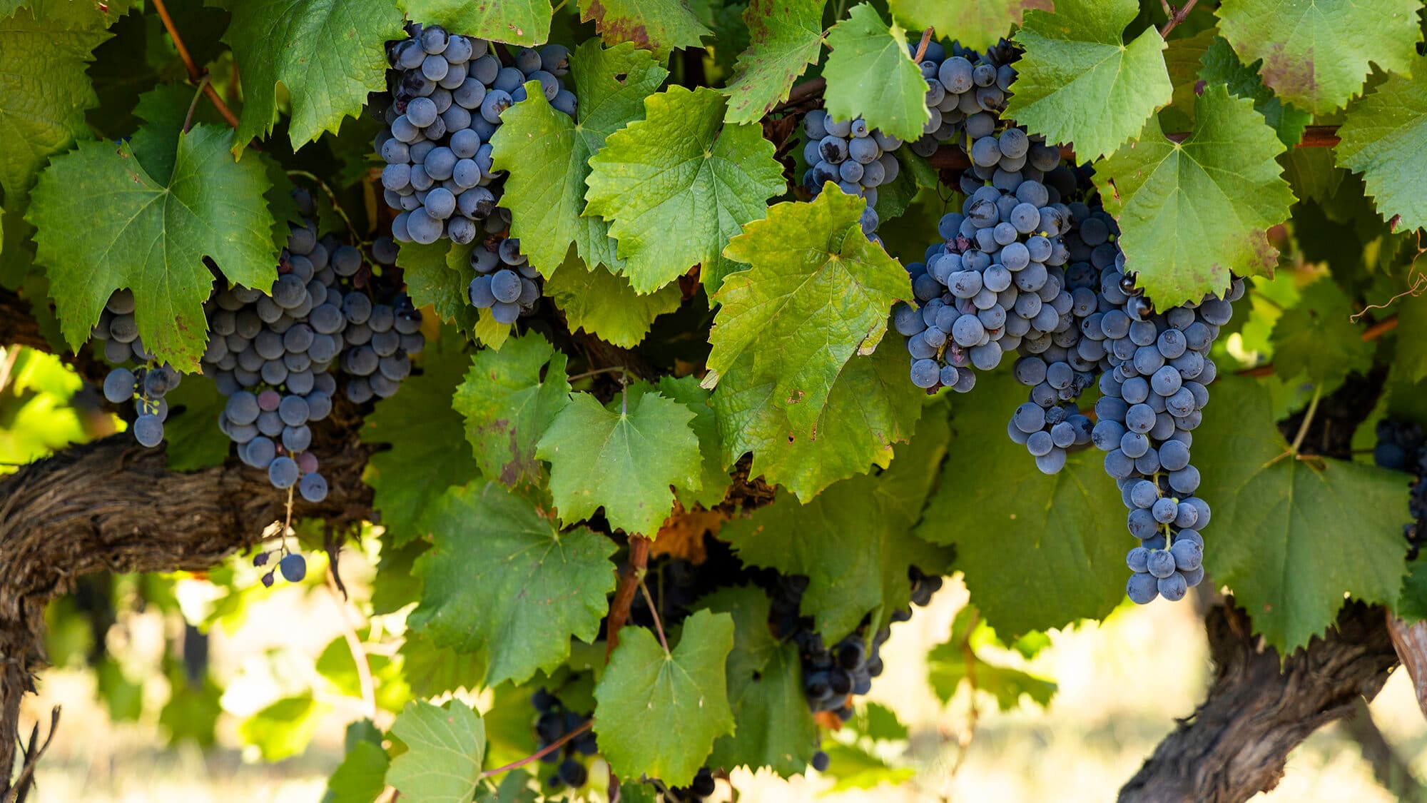 Alentejo wines contribute 673 million euros to GDP