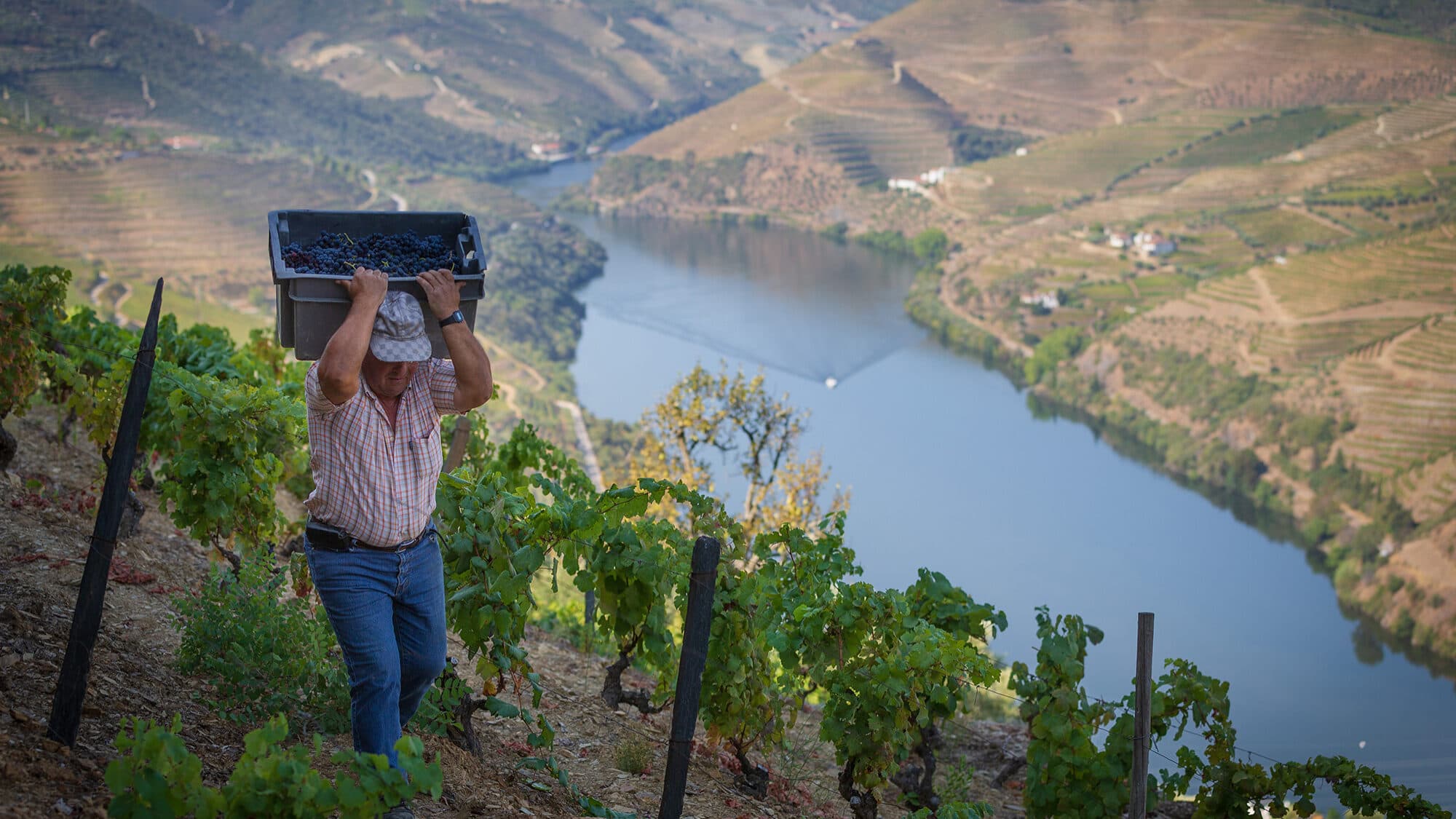 After all, what is the 'benefit' of the Douro Wine Region and why does it cause controversy in the sector