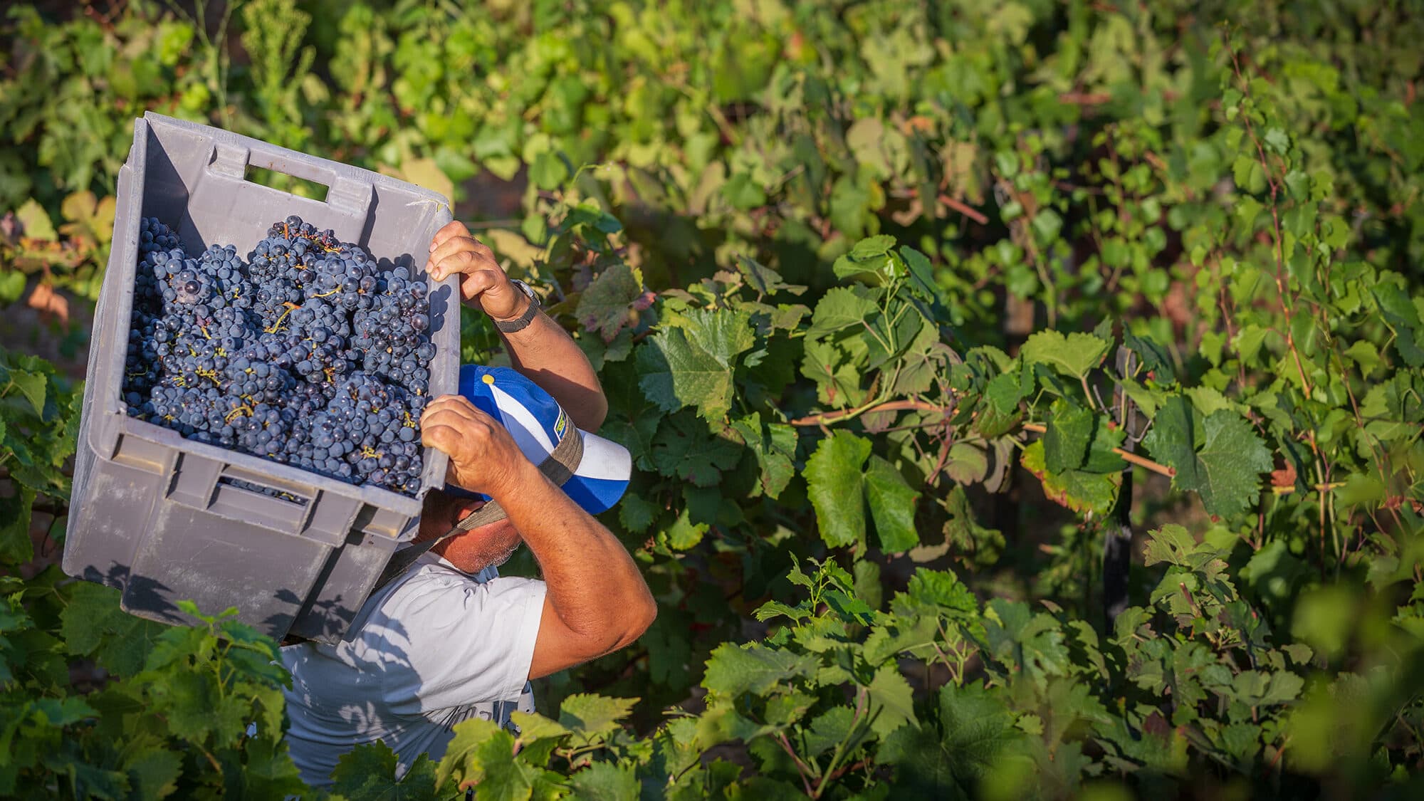 Douro receives 12 million euro support for unsold grapes