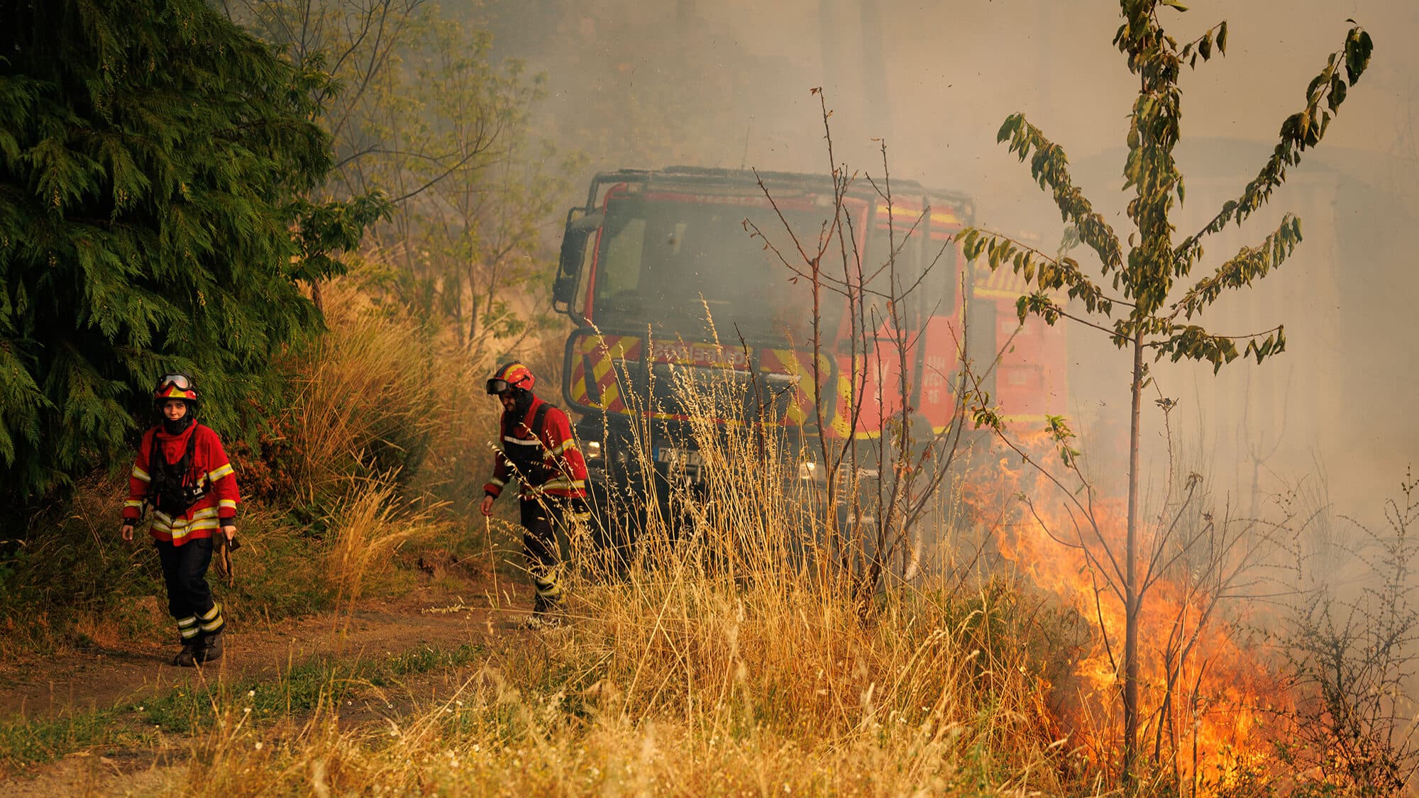Wildfires: Wine and olive oil producers in Mirandela suffer major losses