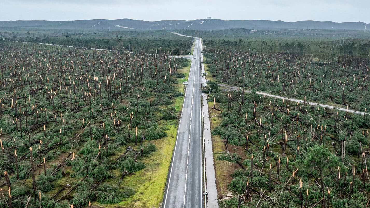 Bad weather: Private owners to receive vouchers between 1,000 and 1,500 euros per hectare for forest clearing, says minister