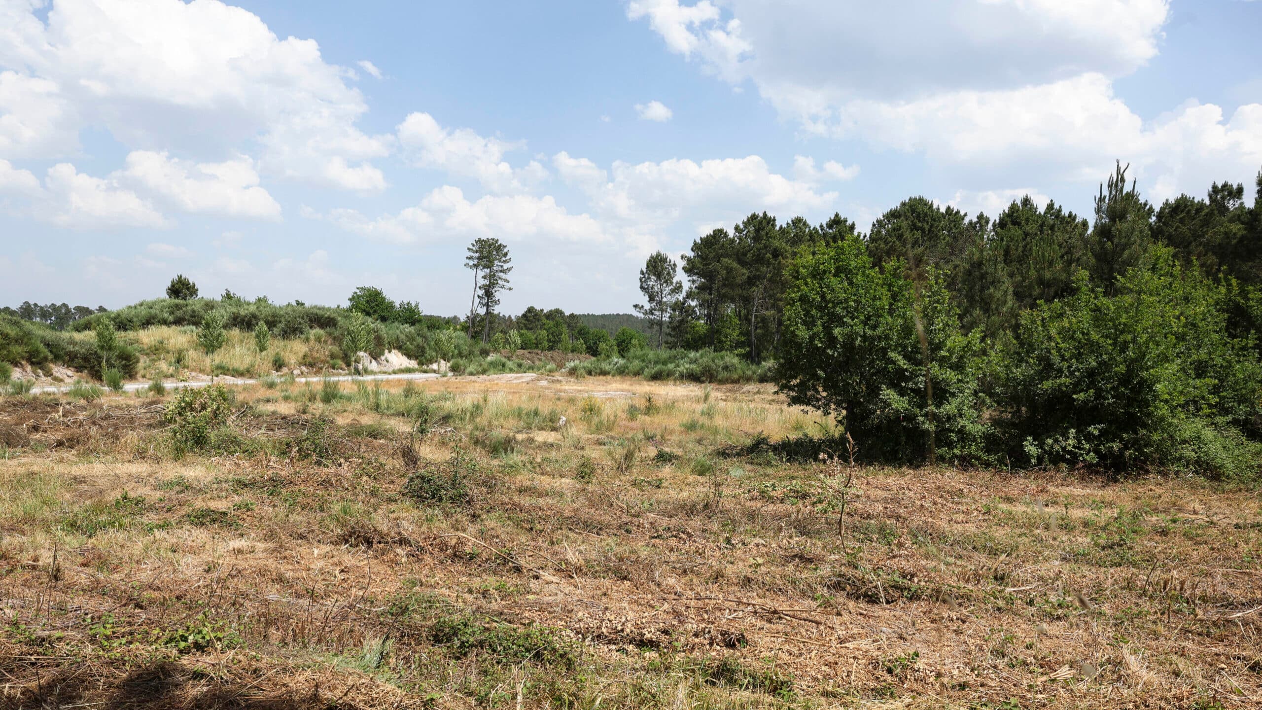Deadline for clearing land ends today. Owners ask authorities for “tolerance”