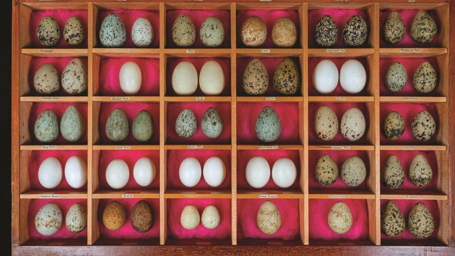 Over two centuries of history on display to the public at the University of Porto Museum
