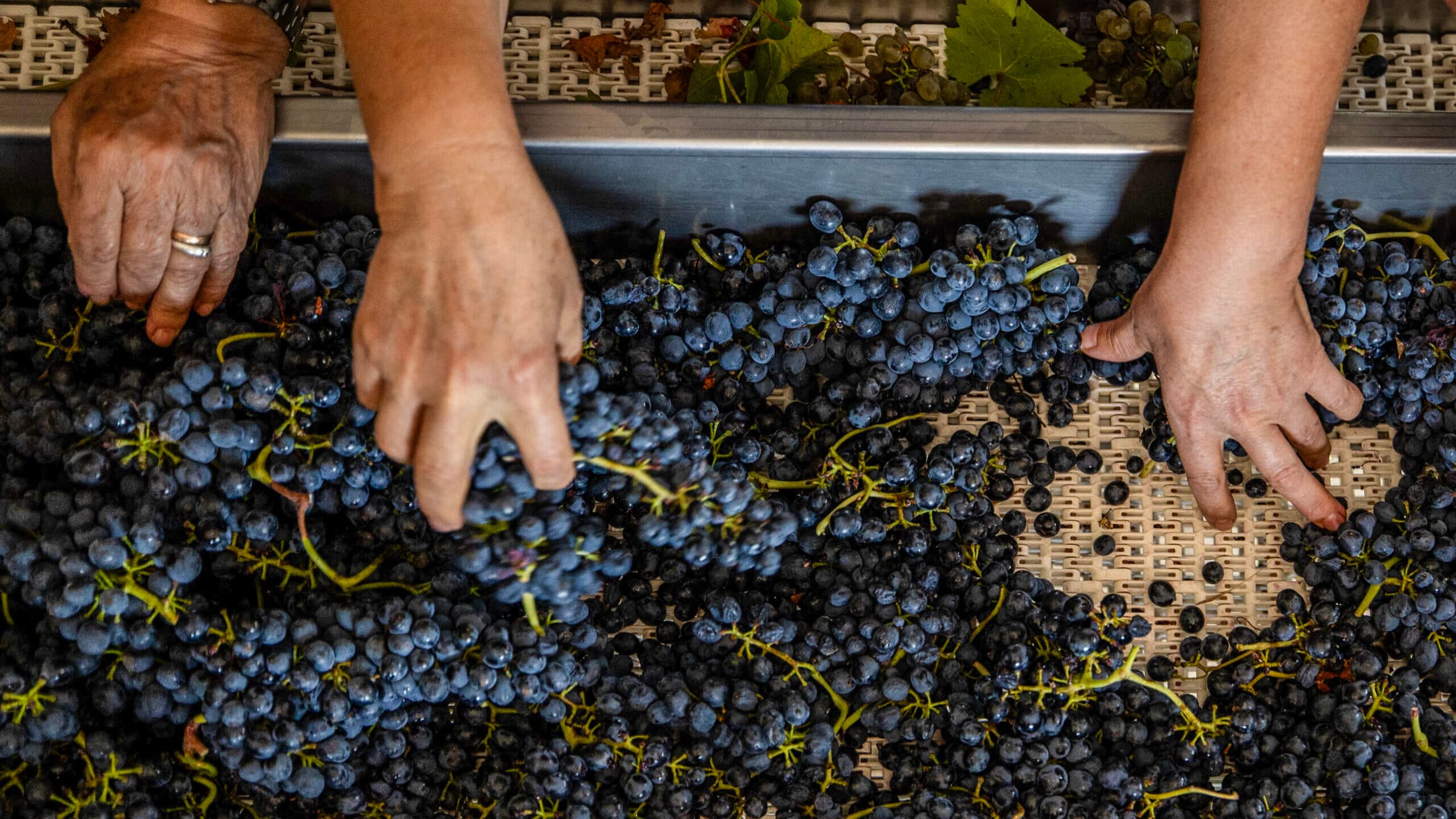 Farmers' Confederation demands support for all wine regions