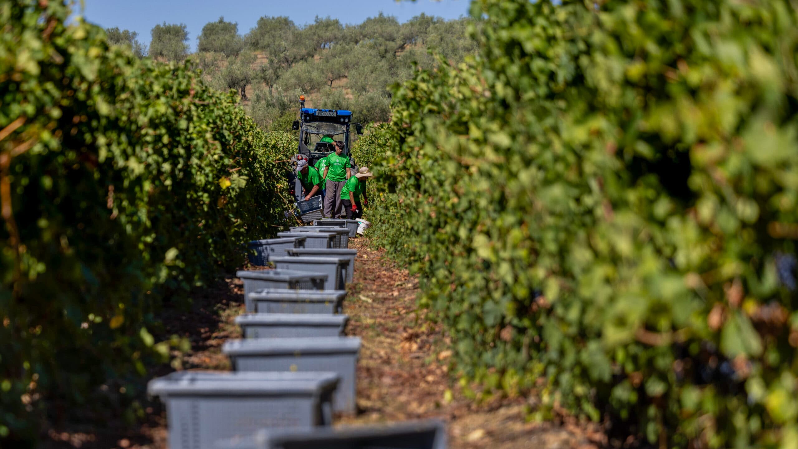 Government creates exceptional application period for vineyard conversion