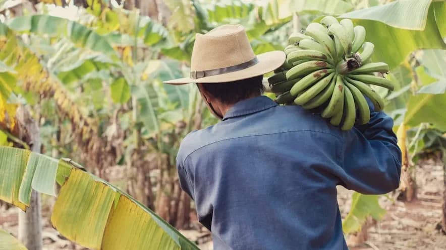 Swiss firm Hagel to provide insurance for Madeira bananas