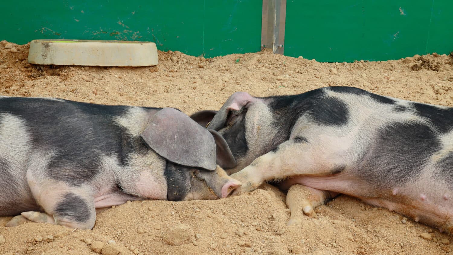 Pork sector outlines 450 million plan to reach 80% self-sufficiency in meat