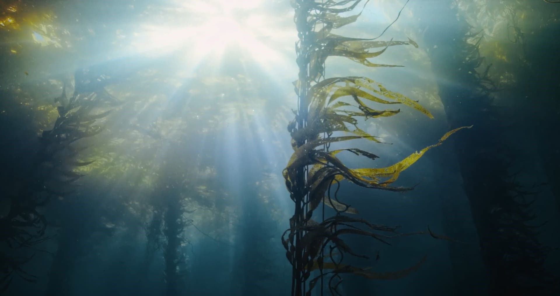 Land-based activities are “the greatest threats” to marine forests in Portugal