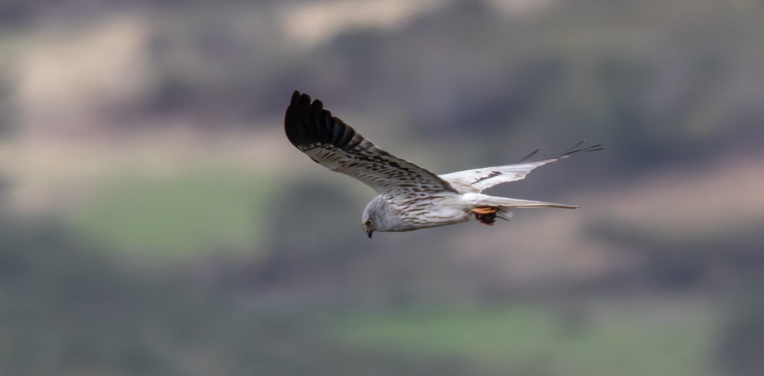 Montagu's harrier: campaign to save the species from extinction is now underway in Portugal and western Spain