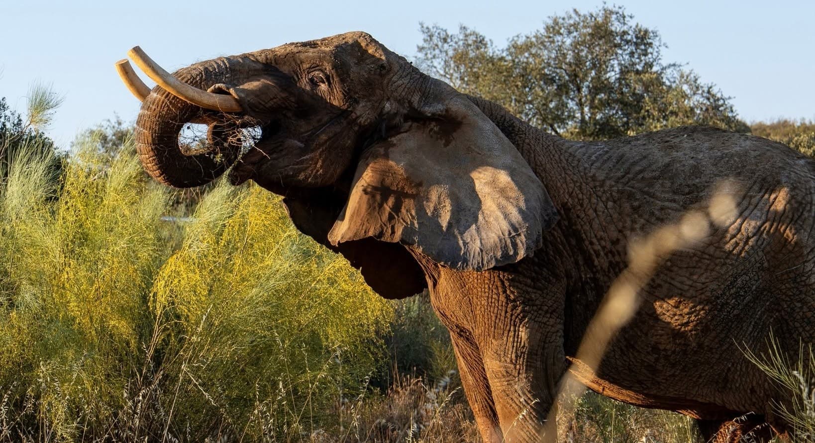 Last circus elephant in Portugal now lives in an Alentejo sanctuary