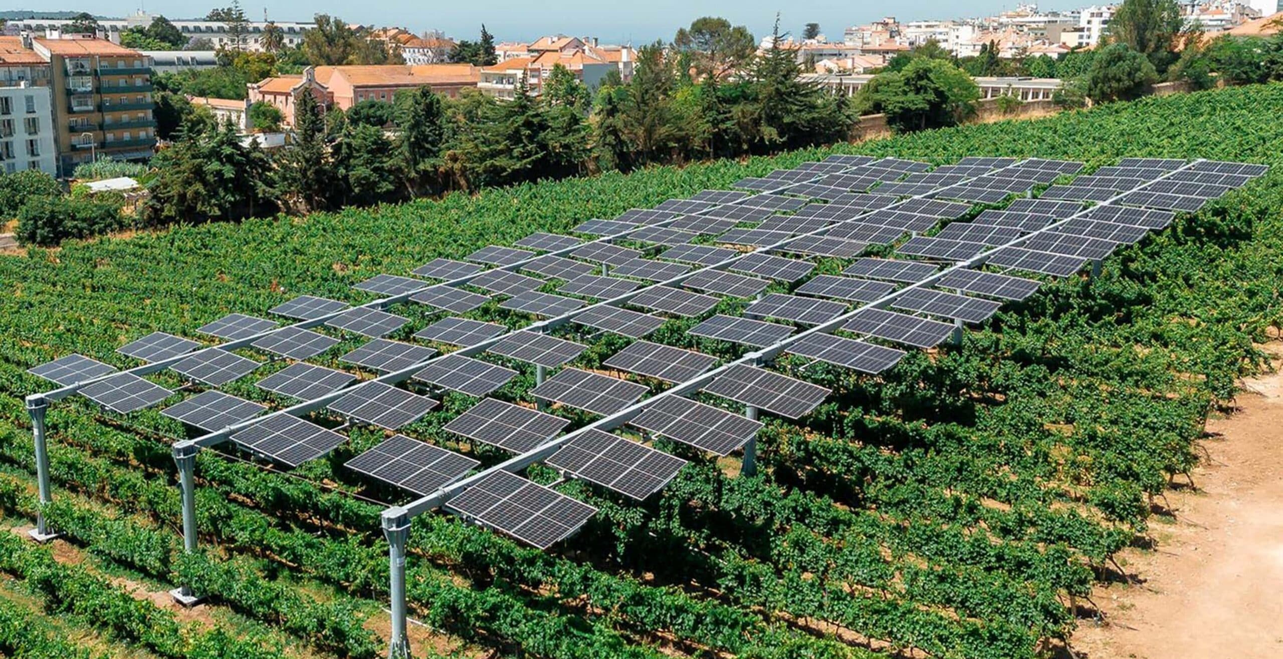 First agrivoltaic vineyard project in Portugal is born in Tapada da Ajuda