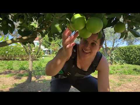I Left the U.S. And Bought 1 Acre Farm In Portugal for $190K
