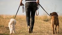 Wildfires: there is a risk to animals that may go unnoticed in the first few hours