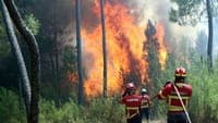 Half of forest areas remain without video surveillance despite high fire risk