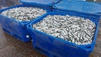 Good news: there are many more sardines in the sea