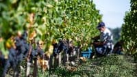 Man seriously injured after tractor accident during grape harvest in Monção