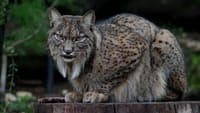 Iberian lynx population grew 95% in four years to 2,663 individuals