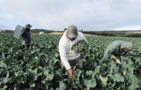 Farmers to receive €80 million in support suspended since the summer