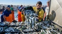 Almost five months later, sardine fishing is allowed again in Portugal (but with limits)