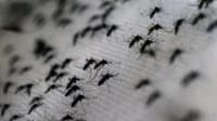 Mosquito that transmits Dengue or Zika detected in Guimarães
