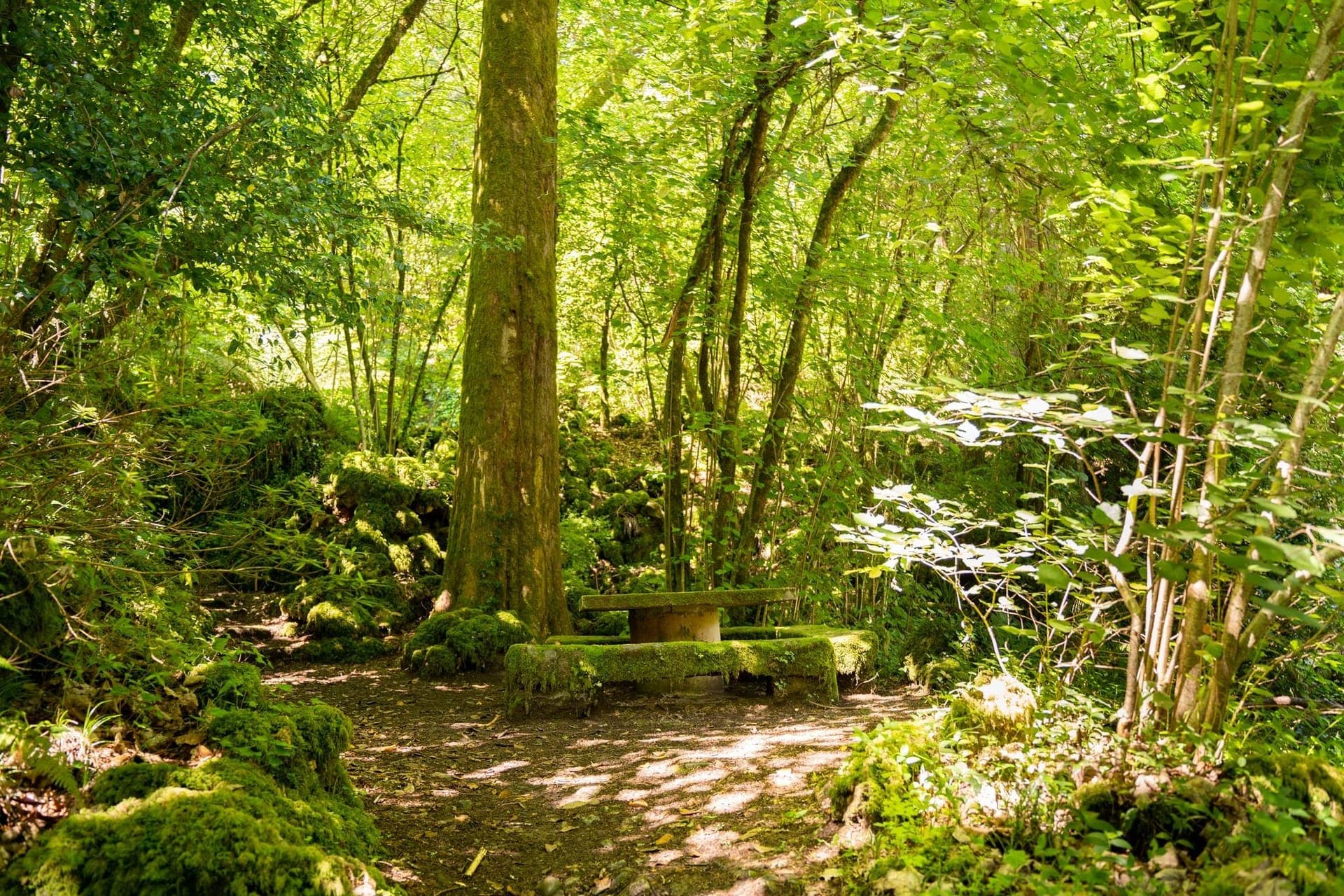 Neither beach nor spa: this forest in Portugal is therapeutic and has received an unprecedented global distinction