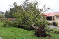 One person killed in Vila Franca de Xira after tree falls onto car on EN1