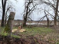 On the banks of the Mondego, people fear for their lives. 'My son asks me not to let him die in his sleep'