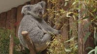 Baby koala (still unnamed) is the newest resident of the Zoo