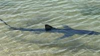 Blue shark spotted at Armona Island causes panic among bathers in Olhão