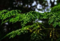This is the "miracle tree" that can help fight microplastic pollution