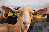 In this cheese factory, 300 goats listen to music. And perhaps they are happier than us