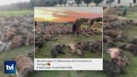 Public Prosecutor clears all suspects in the slaughter of over 400 animals at Herdade da Torre Bela